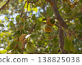 Oak branch with green leaves and acorns on a sunny day. Blurred leaf background. Selective focus. 138825038