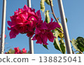 Vibrant Pink Bougainvillea Flowers Against Blue Sky and Metal Fence 138825041