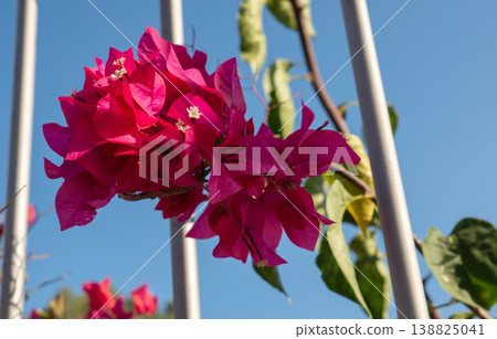 Vibrant Pink Bougainvillea Flowers Against Blue Sky and Metal Fence Vibrant Pink Bougainvillea Flowers Against Blue Sky and Metal Fence 138825041