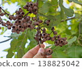 Hand Holding Eucalyptus Seed Pods on Tree Branch 138825042