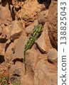 Common chameleon climbing on a stone wall in Israel, showing natural camouflage and texture 138825043