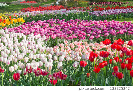 五彩繽紛的鬱金香花田,紅色的鬱金香,鬱金香,鬱金香花田,鮮花,花田,翠綠的植物,盛開的花朵 五彩繽紛的鬱金香花田,紅色的鬱金香,鬱金香,鬱金香花田,鮮花,花田,翠綠的植物,盛開的花朵 138825242