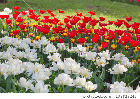 五彩繽紛的鬱金香花田,紅色的鬱金香,鬱金香,鬱金香花田,鮮花,花田,翠綠的植物,盛開的花朵 五彩繽紛的鬱金香花田,紅色的鬱金香,鬱金香,鬱金香花田,鮮花,花田,翠綠的植物,盛開的花朵 138825245