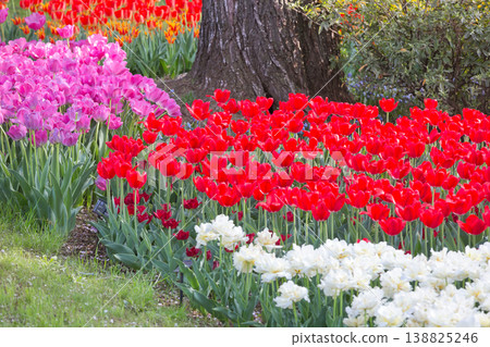 五彩繽紛的鬱金香花田,紅色的鬱金香,鬱金香,鬱金香花田,鮮花,花田,翠綠的植物,盛開的花朵 五彩繽紛的鬱金香花田,紅色的鬱金香,鬱金香,鬱金香花田,鮮花,花田,翠綠的植物,盛開的花朵 138825246