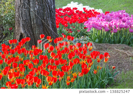 五彩繽紛的鬱金香花田,紅色的鬱金香,鬱金香,鬱金香花田,鮮花,花田,翠綠的植物,盛開的花朵 五彩繽紛的鬱金香花田,紅色的鬱金香,鬱金香,鬱金香花田,鮮花,花田,翠綠的植物,盛開的花朵 138825247