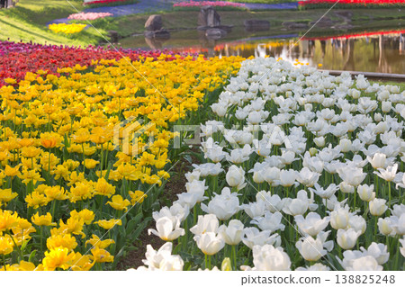 五彩繽紛的鬱金香花田,紅色的鬱金香,鬱金香,鬱金香花田,鮮花,花田,翠綠的植物,盛開的花朵 五彩繽紛的鬱金香花田,紅色的鬱金香,鬱金香,鬱金香花田,鮮花,花田,翠綠的植物,盛開的花朵 138825248