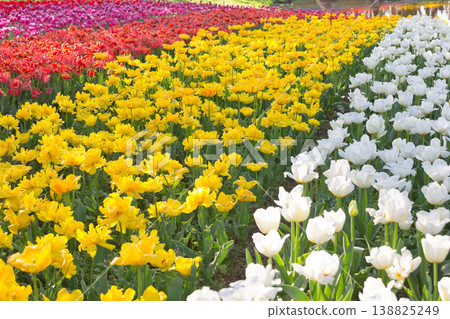 五彩繽紛的鬱金香花田,紅色的鬱金香,鬱金香,鬱金香花田,鮮花,花田,翠綠的植物,盛開的花朵 五彩繽紛的鬱金香花田,紅色的鬱金香,鬱金香,鬱金香花田,鮮花,花田,翠綠的植物,盛開的花朵 138825249