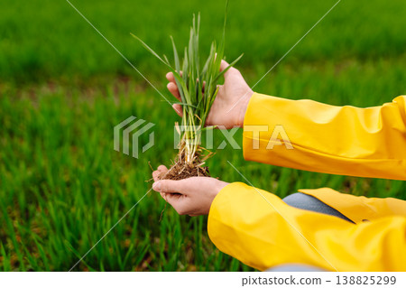 Farmer woman works in field, inspects the crop green wheat. Growing crops, green shoots. Farmer woman works in field, inspects the crop green wheat. Growing crops, green shoots. 138825299