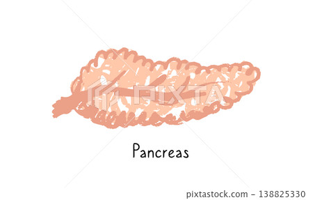 Human pancreas sketch 138825330
