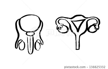 Human Organs Sketch 138825332
