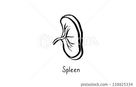 Human spleen icon Human spleen icon 138825334