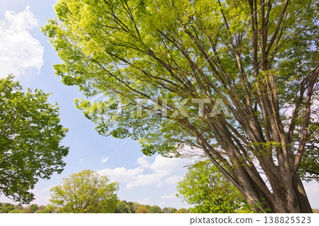 Fresh green trees against a blue sky; fresh green trees standing out against the blue sky; looking up at the fresh green trees; a landscape with fresh green trees and a blue sky; fresh green trees standing out against the blue sky. Fresh green trees against a blue sky; fresh green trees standing out against the blue sky; looking up at the fresh green trees; a landscape with fresh green trees and a blue sky; fresh green trees standing out against the blue sky. 138825523