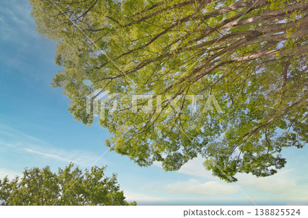 Fresh green trees against a blue sky; fresh green trees standing out against the blue sky; looking up at the fresh green trees; a landscape with fresh green trees and a blue sky; fresh green trees standing out against the blue sky. Fresh green trees against a blue sky; fresh green trees standing out against the blue sky; looking up at the fresh green trees; a landscape with fresh green trees and a blue sky; fresh green trees standing out against the blue sky. 138825524