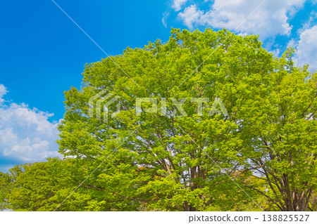 Fresh green trees against a blue sky; fresh green trees standing out against the blue sky; looking up at the fresh green trees; a landscape with fresh green trees and a blue sky; fresh green trees standing out against the blue sky. Fresh green trees against a blue sky; fresh green trees standing out against the blue sky; looking up at the fresh green trees; a landscape with fresh green trees and a blue sky; fresh green trees standing out against the blue sky. 138825527