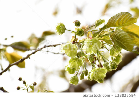 櫻花 櫻花 138825584