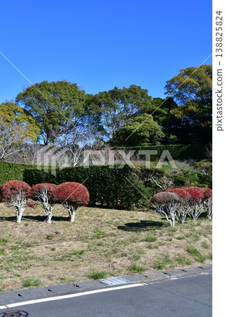Yokosuka Castle 120: Nishinomaru earthworks, Ninomaru Yokosuka Castle 120: Nishinomaru earthworks, Ninomaru 138825824
