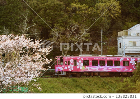 黃昏時分,錦川青龍線沿著山路行駛,櫻花盛開。 黃昏時分,錦川青龍線沿著山路行駛,櫻花盛開。 138825831