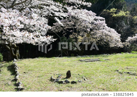 染井吉野和橫和櫻 染井吉野和橫和櫻 138825845