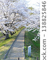 Miyagawa Tsutsumi Yoshino cherry tree 138825846