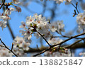 Yoshino cherry tree 138825847