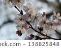 Yoshino cherry tree 138825848