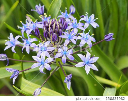 巨蛇(Scilla peruviana) 巨蛇(Scilla peruviana) 138825982