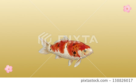 A refined and elegant Japanese-style illustration featuring koi swimming against a background of cherry blossoms and gold washi paper gradient. 138826017