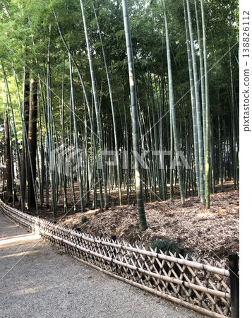 A path through a bamboo grove – a Moso bamboo grove. 138826112