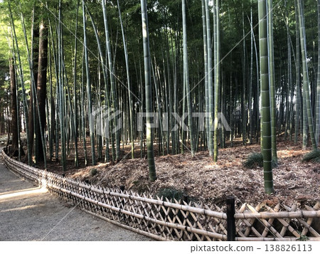 A path through a bamboo grove – a Moso bamboo grove. A path through a bamboo grove – a Moso bamboo grove. 138826113