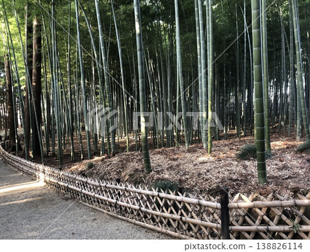 A path through a bamboo grove – a Moso bamboo grove. A path through a bamboo grove – a Moso bamboo grove. 138826114
