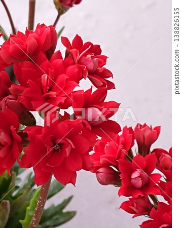 Red flower Red flower 138826155