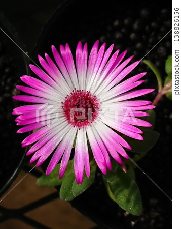 Pink flowers Pink flowers 138826156