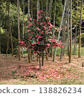 * Camellia * Camellia * Tsubaki * THUBAKI * 138826234