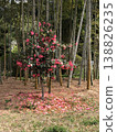 * Camellia * Camellia * Tsubaki * THUBAKI * 138826235