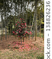 * Camellia * Camellia * Tsubaki * THUBAKI * 138826236