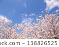 Blue sky and cherry blossoms in full bloom: A spring scene. Copy space available. 138826525