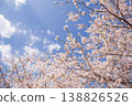 Blue sky and cherry blossoms in full bloom: A spring scene. Copy space available. 138826526