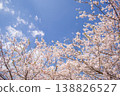 Blue sky and cherry blossoms in full bloom: A spring scene. Copy space available. 138826527