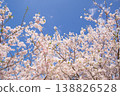 Blue sky and cherry blossoms in full bloom: A spring scene. Copy space available. 138826528