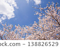 Blue sky and cherry blossoms in full bloom: A spring scene. Copy space available. 138826529