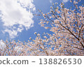 Blue sky and cherry blossoms in full bloom: A spring scene. Copy space available. 138826530