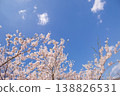 Blue sky and cherry blossoms in full bloom: A spring scene. Copy space available. 138826531