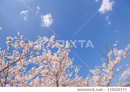 Blue sky and cherry blossoms in full bloom: A spring scene. Copy space available. Blue sky and cherry blossoms in full bloom: A spring scene. Copy space available. 138826531