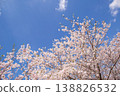 Blue sky and cherry blossoms in full bloom: A spring scene. Copy space available. 138826532