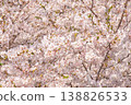 Close-up of cherry blossoms in full bloom: A vibrant spring floral background image. 138826533