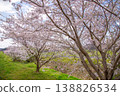 A row of cherry trees in full bloom and a rural landscape: A tranquil spring scene in Japan. 138826534