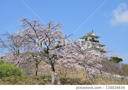 從四辻速門附近可以看到染井吉野櫻花和掛川城的天守閣。 從四辻速門附近可以看到染井吉野櫻花和掛川城的天守閣。 138826636