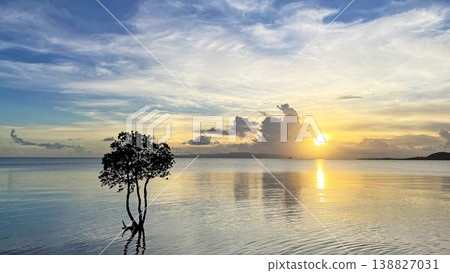 一棵孤零零的紅樹矗立在海中，夕陽西下時分，構成了一幅如夢似幻的景象。地點：沖繩縣石垣島。 138827031
