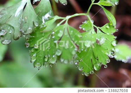 葉子水孔中的水滴 138827038