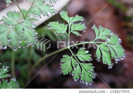 Water droplets from the water holes in the leaves Water droplets from the water holes in the leaves 138827041
